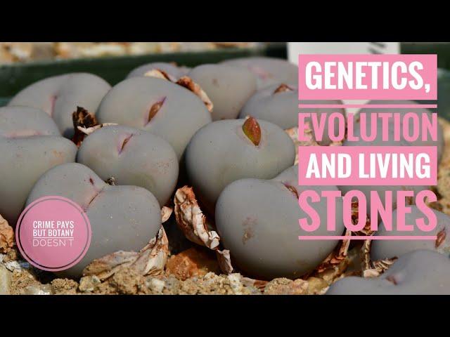 Mendelian Genetics, Living Stones, Plant Breeding & How I Learned to Love the Mesembryanthemaceae