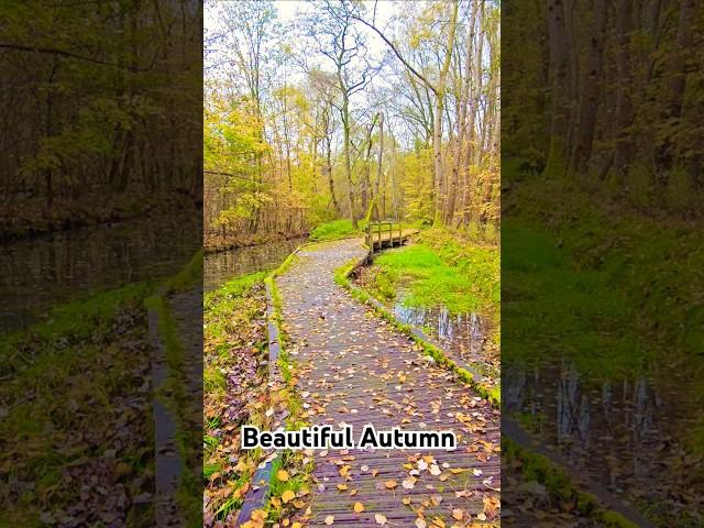 The Most Beautiful Autumn Ambience You’ve Ever Heard