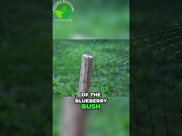 Protect Your Strawberries and Blueberries from Birds and Squirrels | Easy Netting Method