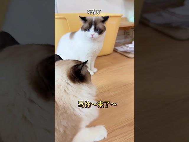 碎嘴猫今天遇到对手了!看到最后 #萌宠 #抖in萌宠计划 #猫 #万物可爱计划