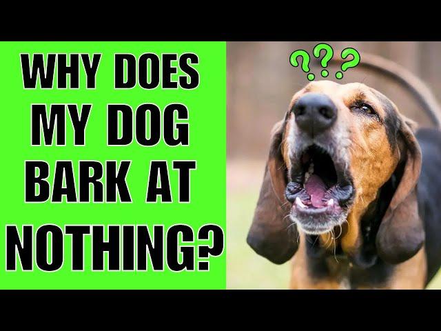 Why Does My Dog Bark At Nothing? GHOSTS?