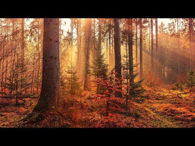 4 Stunden Waldgeräusche mit Vogelzwitschern in der Natur (Naturgeräusche zum Einschlafen)