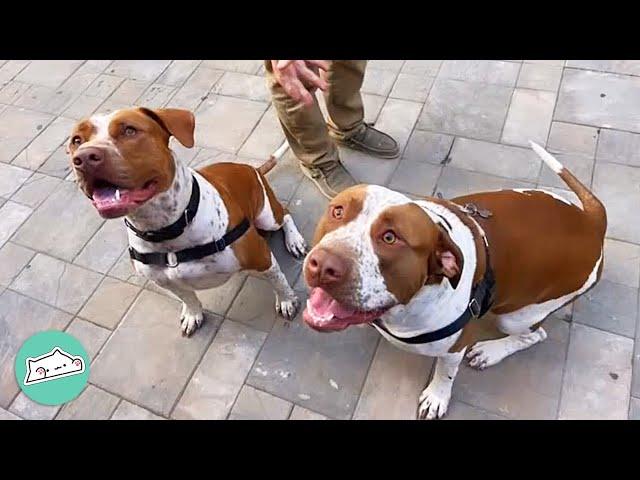 “That’s his brother!” Pitbull Brothers Reunite After Years Apart | Cuddle Buddies