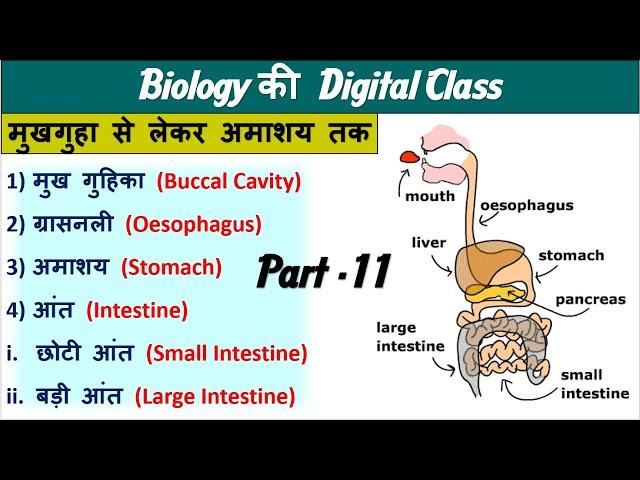 11.Digestion System |Intestine|Stomach|Buccal CAvity |Biology by Nitin Sir Study 91