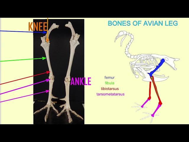 bird lower leg bones: tibiotarsus & tarsometatarsus