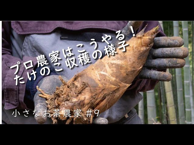 プロ農家のたけのこ収穫｜丁寧な手掘り｜竹林整備｜春の味覚｜タケノコ｜Bamboo shoot harvest by the professional farmer【小さなお茶農家#9】