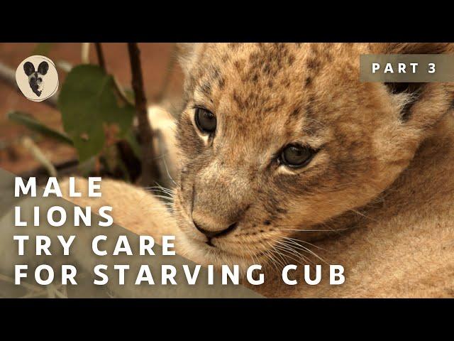 The Runaway Lion Cub | Part 3 | Male Lions Try Care For Starving Cub