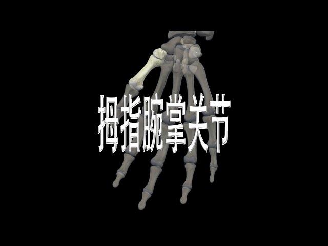 拇指腕掌关节 carpometacarpal joint of the thumb