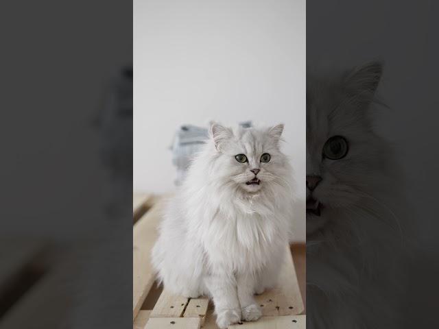 White Percian Cat | Very Charming Cut Cat | HapFun Pets | #Shorts