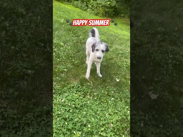 My summer buddy🫶 #sheepadoodle #funfusion #usa #summer