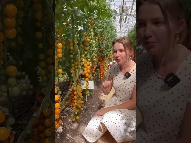 Томат Золотые бусыМега-полезный для организма | УСАДЬБА-СЕМЕНА