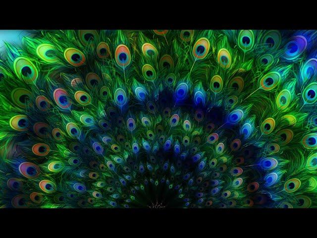 4K Ethnic Colorful Mandala Background Loops || Free Video Background Loops|| 4k VJ Loops - Peacock