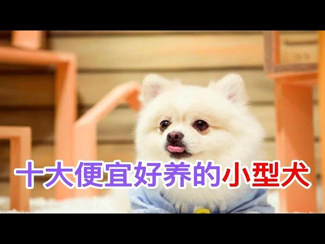 十大便宜好养的小型犬十