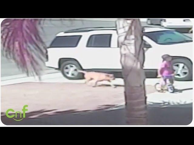 Hero Cat Saves Toddler From Dog Attack | INSANE footage