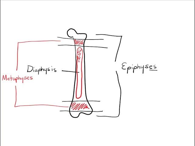 Chapter 6 Osseous Tissue