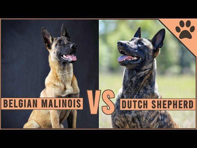 Belgian Malinois vs Dutch Shepherd