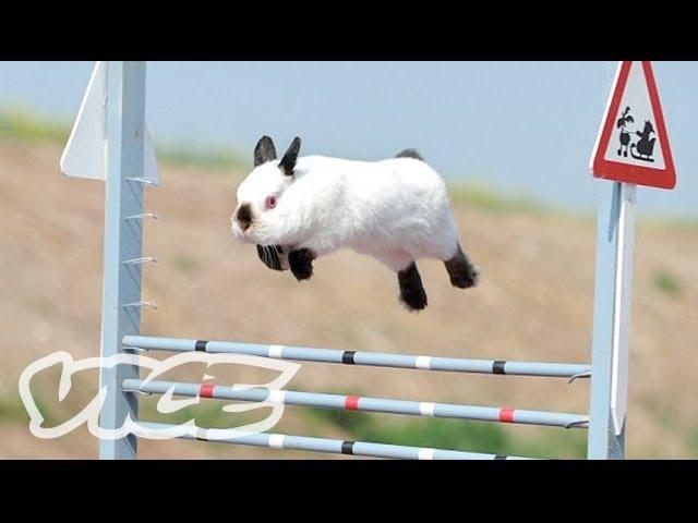 Cute Bunny Jumping Competition! | The Cute Show