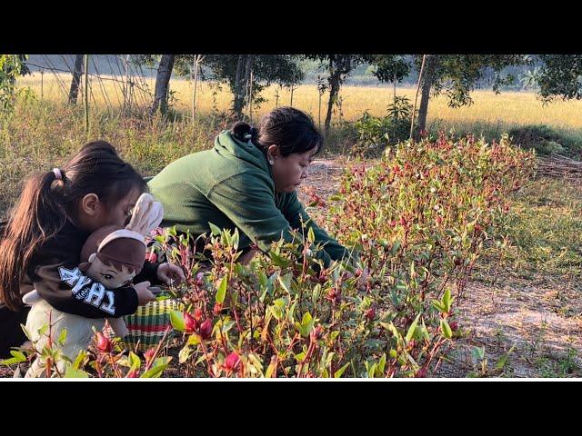 Myanmar Village Life: (ဘူးသီးခူး၊ဟင်းရွက်ခူး)