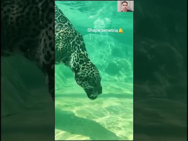 Cara da onça vs jacaré debaixo D'água onça pegando Jacaré