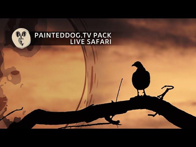 LIVE Safari Sponsored by the Painteddog.tv Pack | 21 October 2024