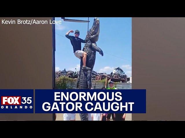 Florida man captures enormous, 13-foot alligator in Orlando