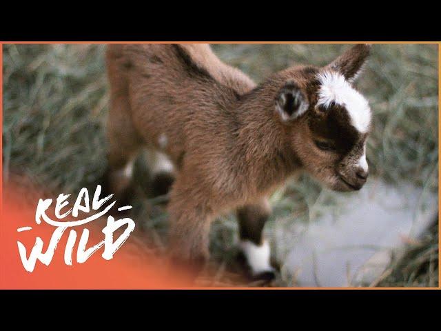 Playful Animal Babies Annoying Their Parents | Cutest Baby Animals | Real Wild