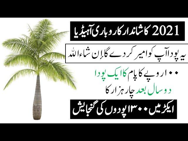 Palm bussines in pakistan & india