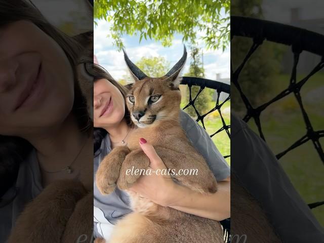 My incredible girl Marusya ️ #caracal #floppa