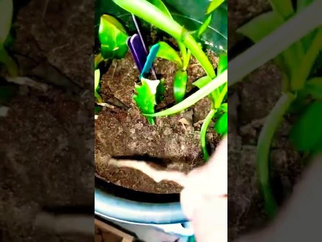 @HumanHair  in #GARDENING by Mr. ABDUL KADER - DUBAI 