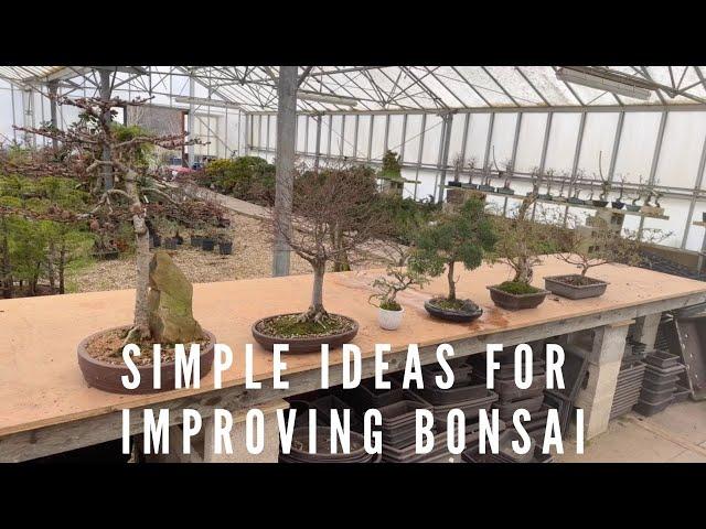 Simple Ideas For Improving Bonsai