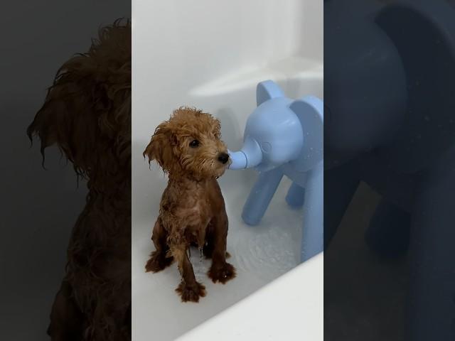 puppy’s must have  #puppy #bath #bathtime #shorts #poodle