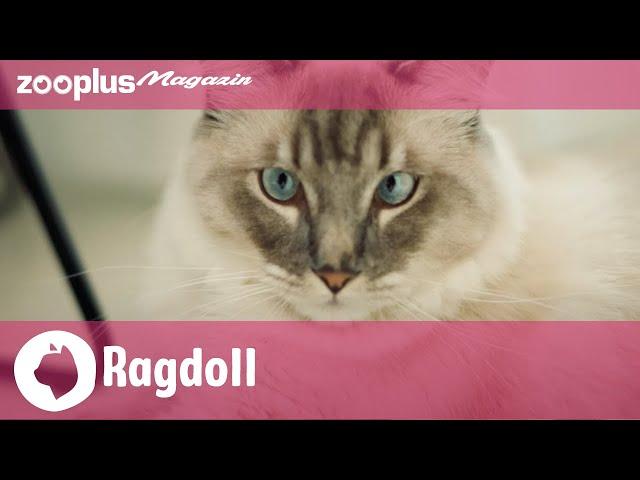 Ragdoll im Rasseporträt: Charakter, Aussehen & Ernährung (in 5min)| zooplus Magazin