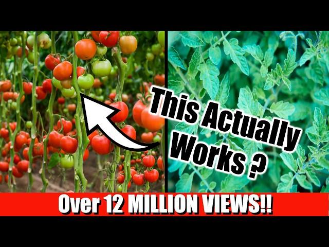 Grow Lots of Tomatoes... Not Leaves // Complete Growing Guide