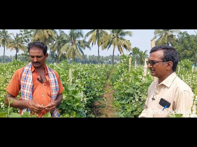 చిక్కుడు సాగు లాభాలు పుష్కలం || Success Story of Broad beans Farming || గోదావరి రైతు బడి 4k VIDEO