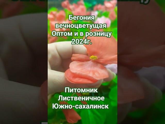 #цветочная рассада #2024