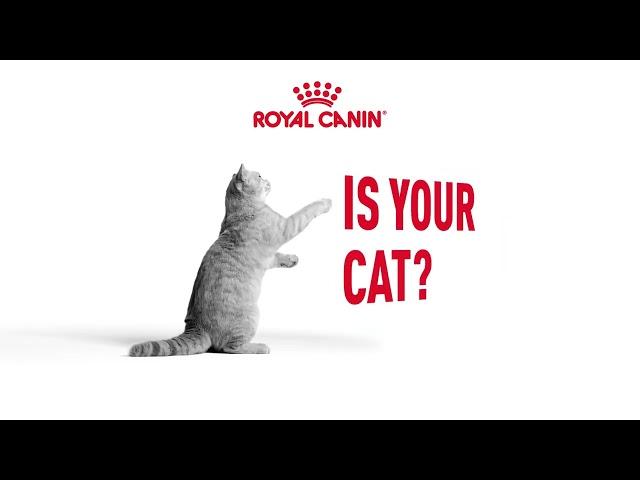 Stay Curious Cat 2H Campaign Awareness YouTube OLV A 06 Eng BR VID 16x9