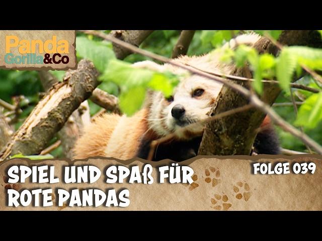 Liebe bei den Okapis und Katzenbären und ein ungewöhnlicher Künstler im Zoo | Panda, Gorilla & Co.