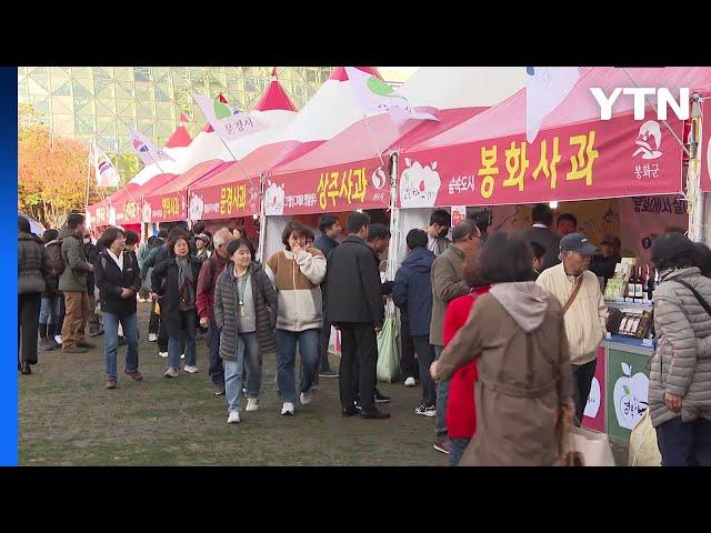 경북 사과 홍보 축제, 4~6일 서울광장에서 열려 / YTN