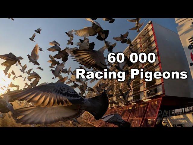 60 000 Racing Pigeons