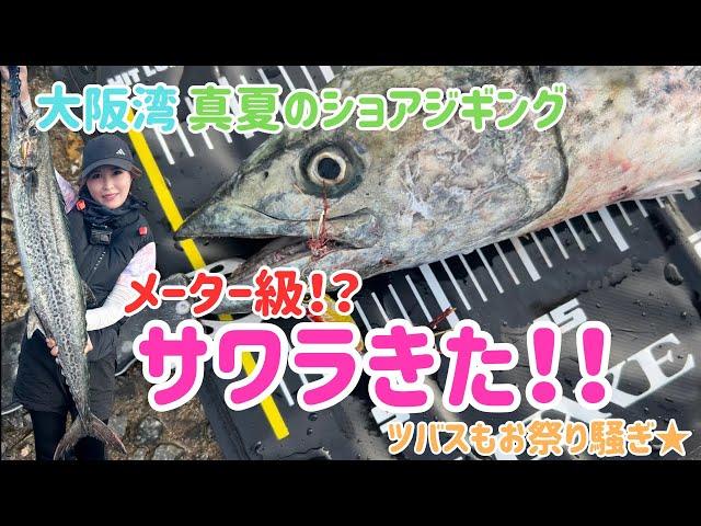 真夏のショアジギングでまさかのサワラきた！！【釣りガール】