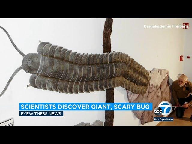 Giant millipede fossil discovered in England reveals 'the biggest bug that ever lived' l ABC7