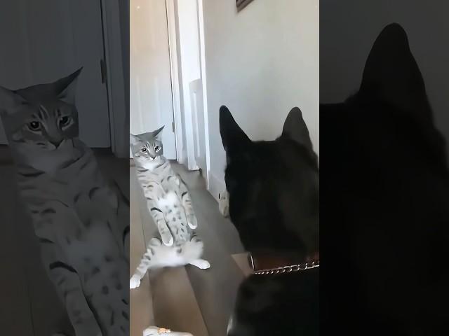 Cats and various animals #cat #funny #fyp #youtube