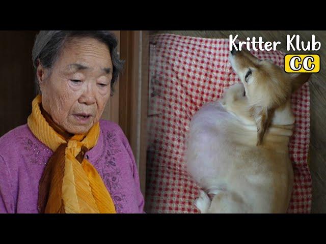 The Touching Story Of A Puppy With A Swollen Belly And A Grandmother I Kritter Klub