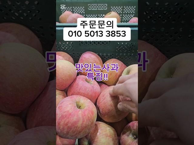 "사과의 모든 것! 가정용, 선물용, 제수용까지 준비 완료!"#설날선물 #선물 #제철과일 #제수용사과 #부사 #사과 #흠과 #마른기스
