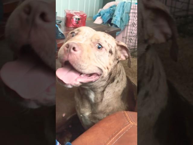 MERLE X TRI BULLY #pitbull #dogbreed #americanbully #youtubeshorts #animals #dogshorts #yt #shorts