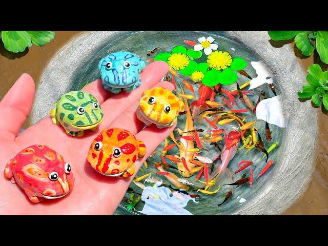 Catch Ornamental Pacman Frog in Tiny Pond, Purple Guppy, Ping Pong Pearl Fish, Paradise Fish, Turtle