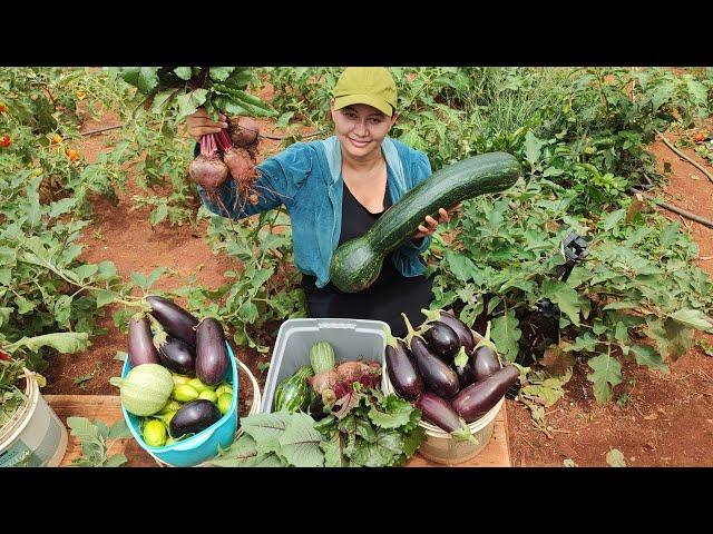 COLHEITA na nossa HORTA ORGÂNICA , abobora, berinjela, repolho, beterraba, abobrinha, almeirão roxo.