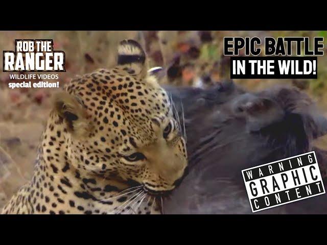 Leopard Catches A Warthog | Epic Battle In the Wild | Rob The Ranger Special Edition