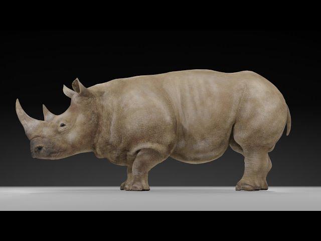 Grey rhino