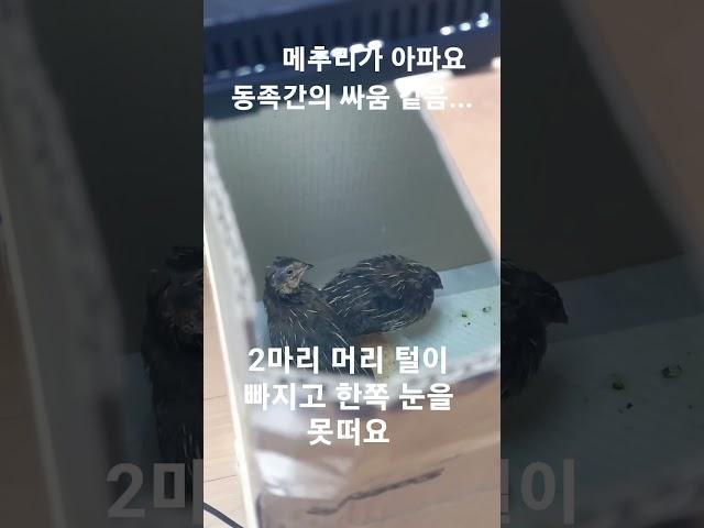 메추리키우기!! 도와주세요 #메추리 #아파요